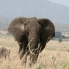 Elefant im Kidepo Nationalpark