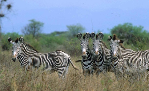 Individuelle Safaris in der Massai Mara