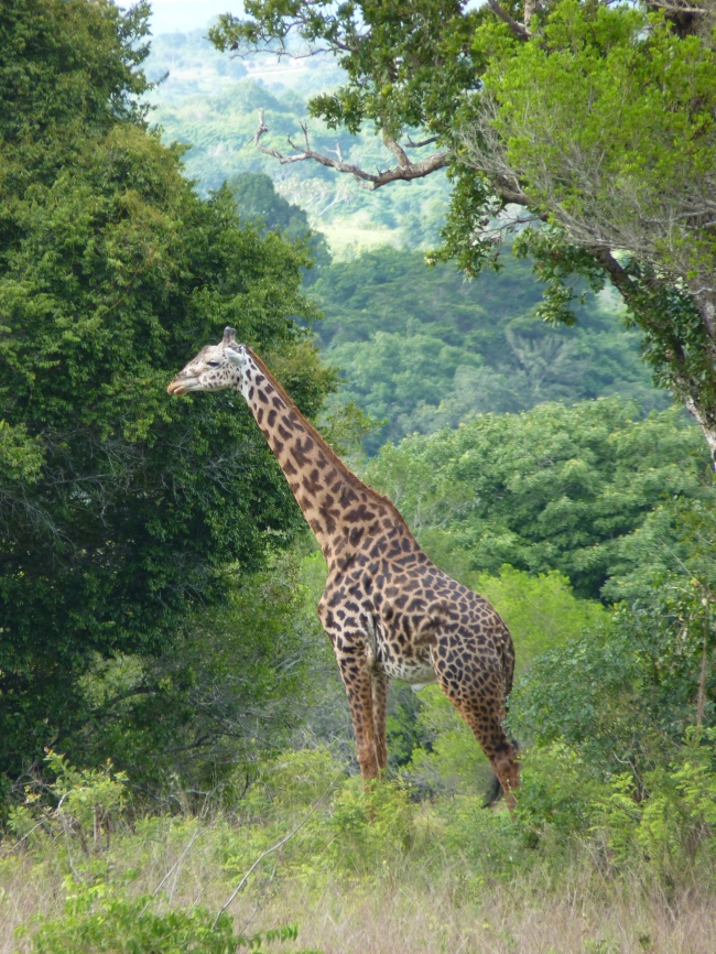 Giraffe im Bush - Kenia - 