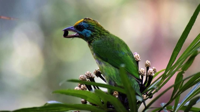 Endemische Vögel - Sri Lanka - 
