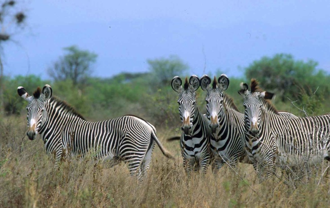 Grevy Zebras - Kenia - 