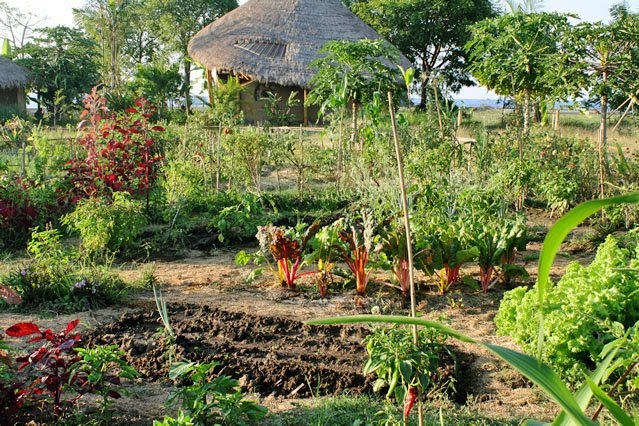 Bio-Gemüsegarten - Indonesien - 