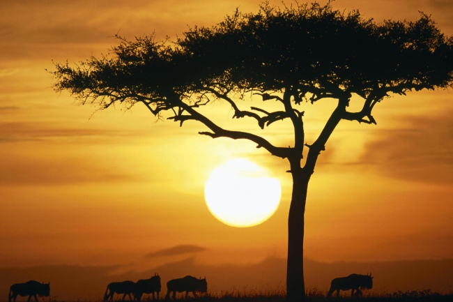 Traumhafte Kenia Safaris - Kenia - 