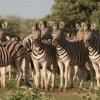 Auch die imposanten Zebras trifft man unteregs an 