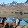 Bei Touren zum Cerro Austria in Bolivien bekommt man mit etwas Glück auch Llamas zu sehen. Hier am Tunisee.