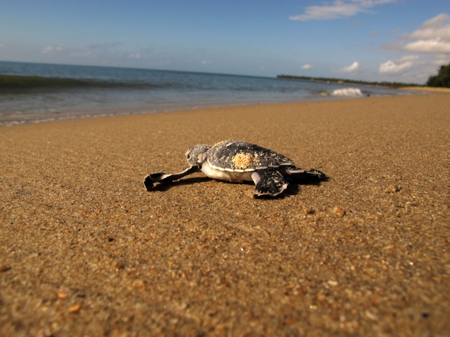 Meeresschildkröten-Schutzprogramm: Friends of Maziwe - Tansania - 