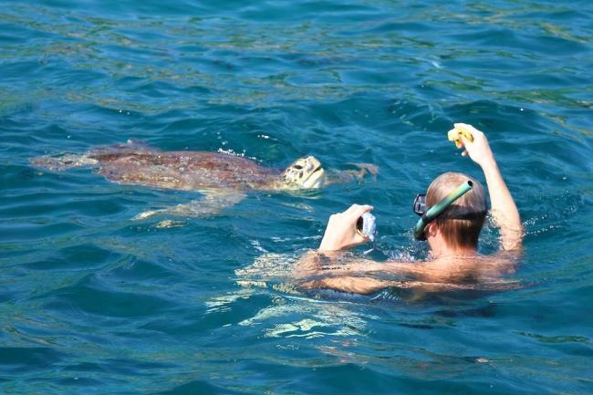 Schwimmen mit Riesen-Schildkröten  - Thailand - 