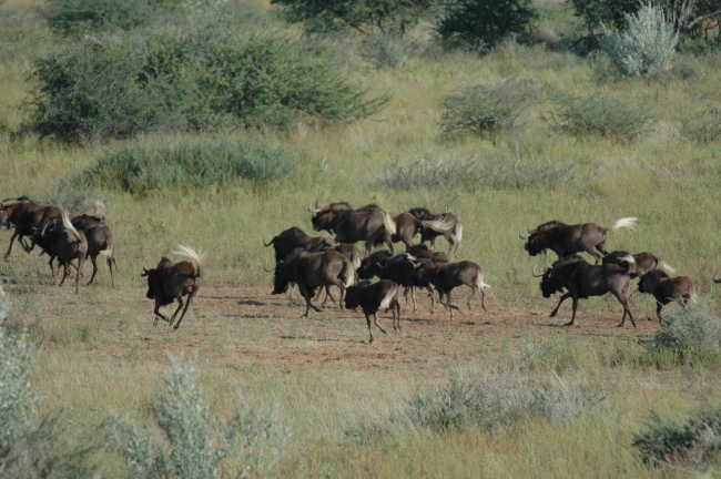 Beobachten Sie die Tiere in freier Wildbahn - Namibia - 