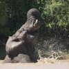 Manchmal können wir sogar Elefanten beim Baden zuschauen 