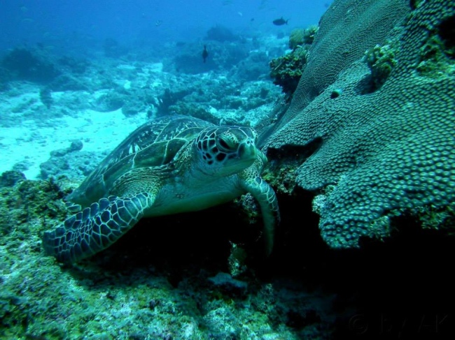 Grüne Meeresschildkröse - Tansania - 