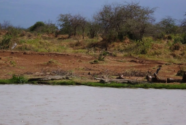Auch Krokodile werden regelmäßig gesichtet - Kenia - 