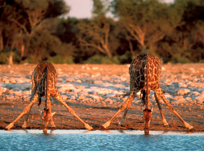 Auf Foto-Safari - auf so ein Bild wartet man dann doch etwas länger - Kenia - 