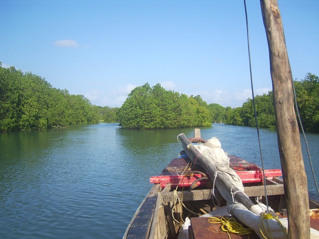 Bootstour durch Mangroven - Tansania - 