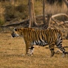 Ein Tiger im Ranthambore National Park