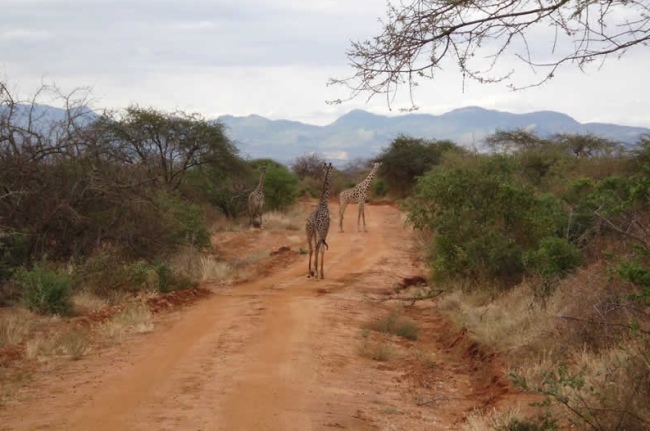 Giraffen im Tsavo West Nationalpark - Kenia - 