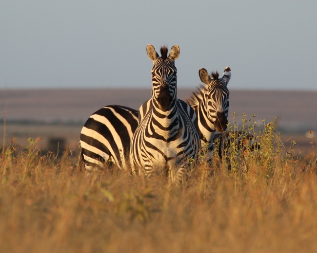 Zebras auf unserer Farm - Kenia - 