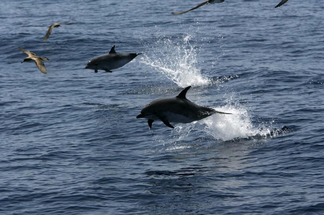 Fleckendelfine - Spanien - 
