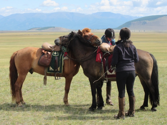 Pferde vorbereiten - Mongolei - 