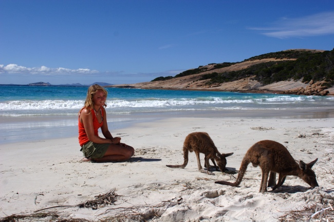 Kangaroos am Lucky Bay in Esperance - Australien - 