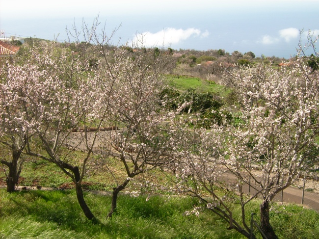 Mandelblüte - Spanien - 