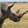 Nashorn im Nakuru Nationalpark