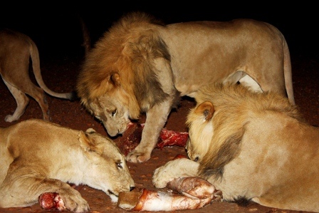 Die Löwenfütterung findet in der Nacht statt, wir beobachten aus einer geschützen Absperrung - Namibia - 