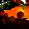 Hausgemachte Orangen-Marmelade