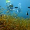 Die traumhafte Unterwasserwelt von Phuket
