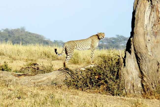 Der Gepard - das schnellste Landtier der Welt - Kenia - 