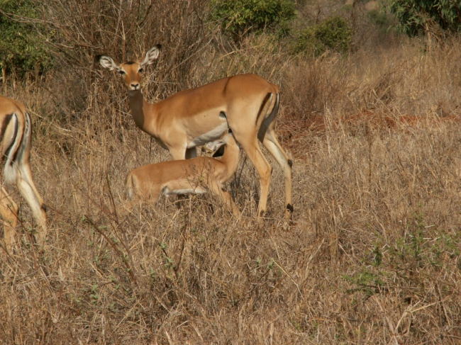 Impalas - Tsavo West - Kenia - 