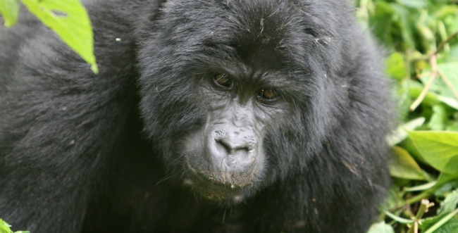 Berggorilla im Bwindi Impenetrable Nationalpark - Uganda - 