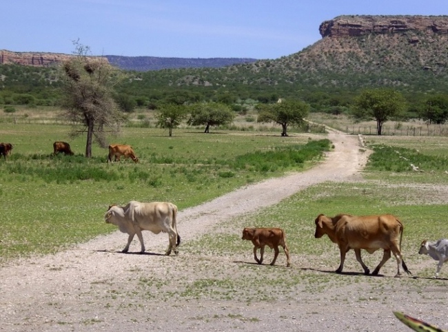 Auf unserer Farm erleben Sie Natur & Viehzucht - Namibia - 