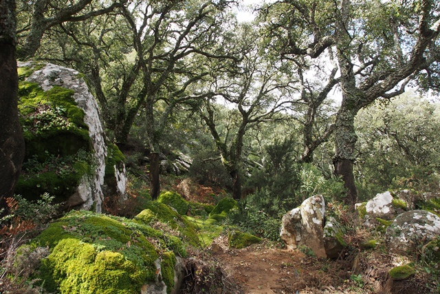 Der faszinierende Korkeichenwald - Spanien - 