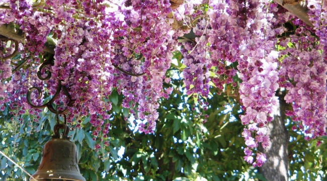 Tropische Blütenpracht in unserem Garten - Chile - 