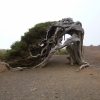 Wacholderbaum von El Sabinar