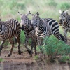 Zebras im Tsavo Nationalpark