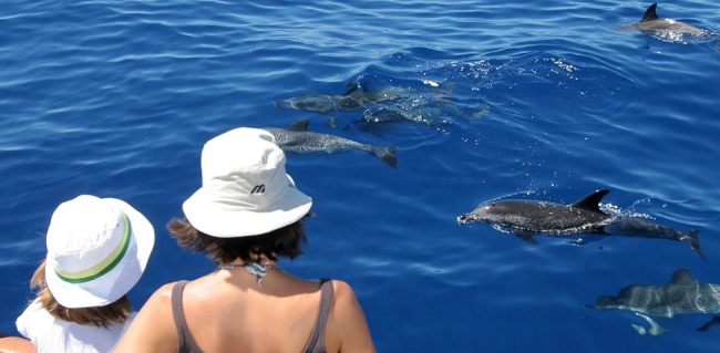 Delfine hautnah erleben - Spanien - 
