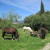 Fünf unserer sechs Pferde im Garten