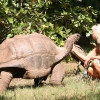 Aldabra-Riesenschildkröten im Garten