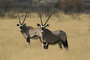 Individuelle Safaris ab Windhoek