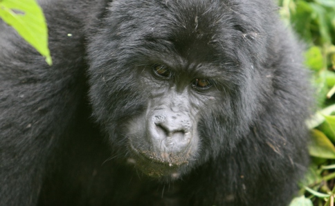 Berggorilla- und Schimpansen Safaris individuell