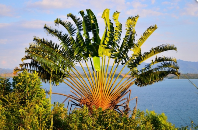 Es gibt auf Madagaskar ca. 170 verschiedene Palmenarten - Madagaskar - 