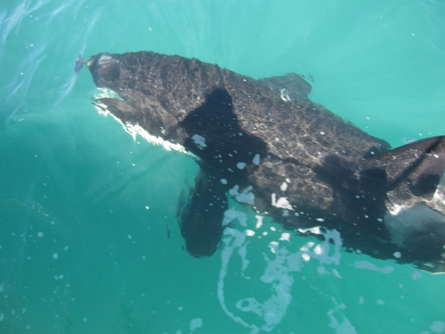  Orcas in der Bay of Islands - Neuseeland - 