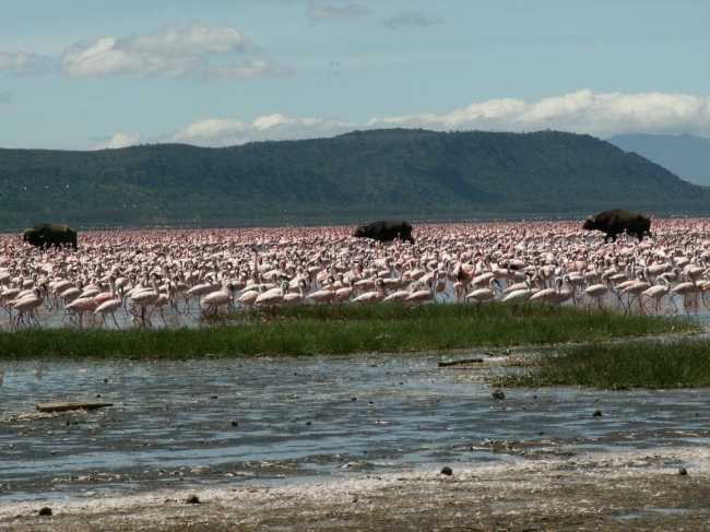 Flamingos im Lake Nakuru - Kenia - 