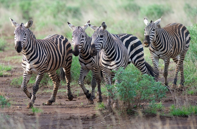 Zebras im Tsavo Nationalpark - Kenia - 