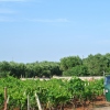 Weinanbau Umgebung