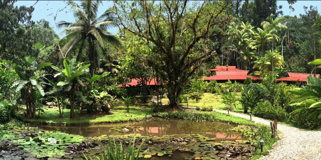 Unser tropischer Garten zieht über 200 Vogelarten an - Costa Rica - 