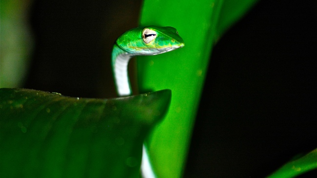 Beeindruckende Reptilien - Sri Lanka - 
