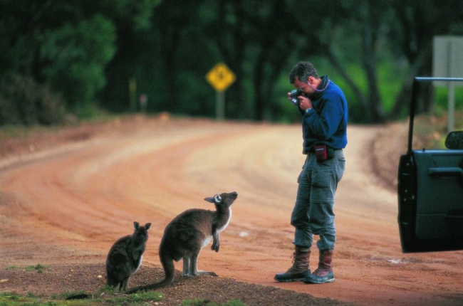 Kangaroos am Wegesrand - Australien - 