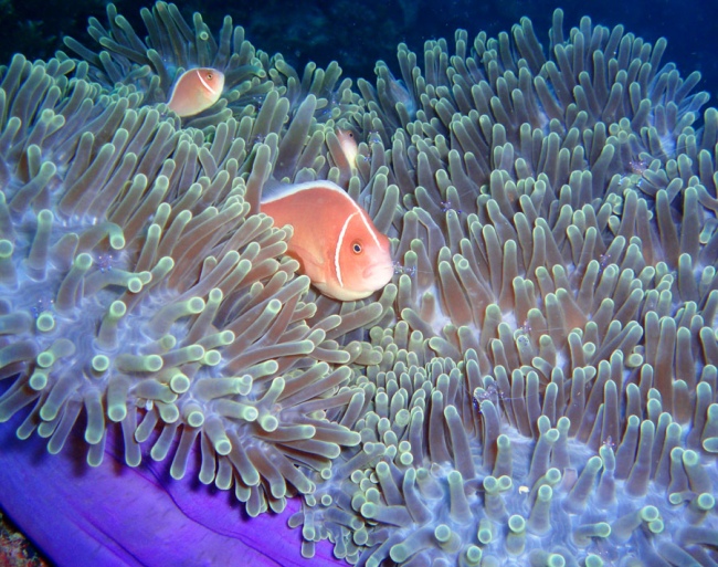 Die Unterwasserwelt um Bohol wird Sie begeistern! - Philippinen - 